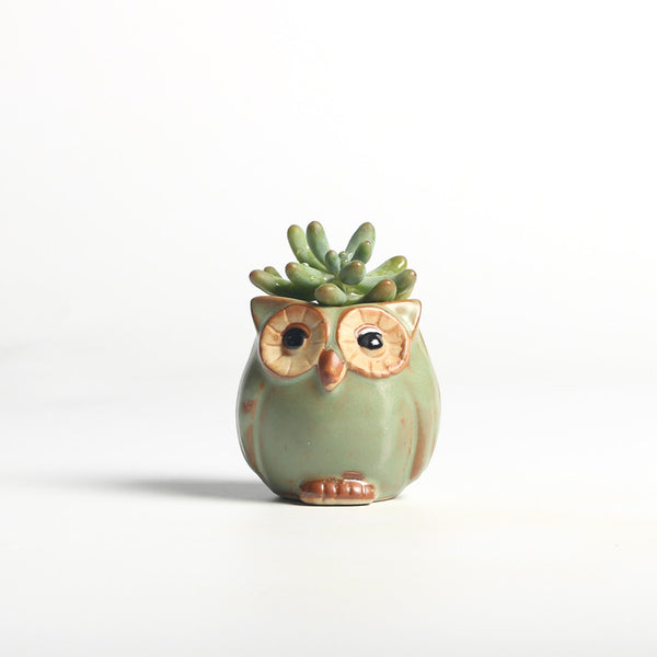 5pc/set Owl Flower Pot
