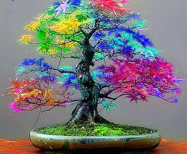 20 Seeds/pack Japanese Red Maple Seeds Rare Rainbow Color
