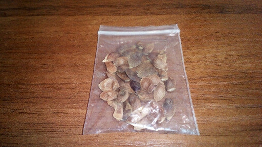 20 Seeds/pack Japanese Red Maple Seeds Rare Rainbow Color